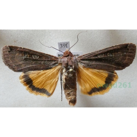 Noctua pronuba (Linnaeus, 1758) Rolnica tasiemka Czech39f
